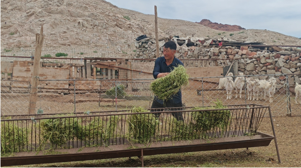 在Gunshu的Minkin的50匹母马中，使用基站的“植物”