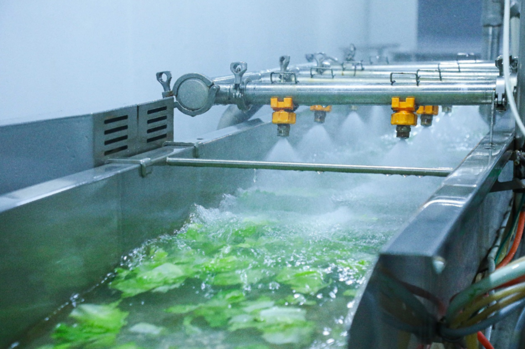 ▲ 沙拉轻食蔬菜进入工厂后需经过三次筛选、四重消毒，将异物、农残、大肠杆菌等全部洗净。姜小满|摄