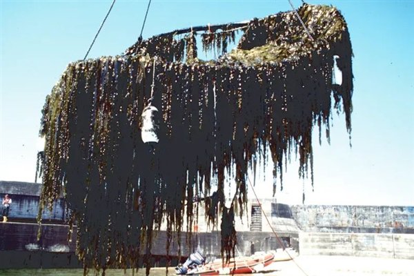 收获中的海带 图片来源：参考文献[4]