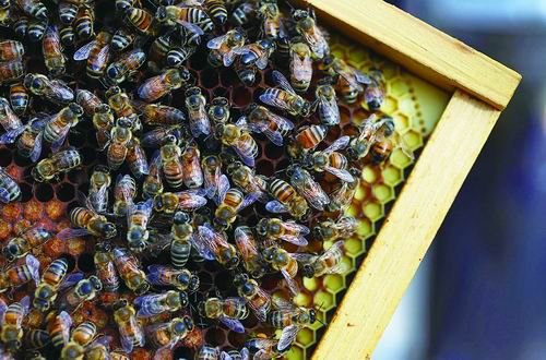 美国科学家最大的蜜蜂去世发现罪魁祸首