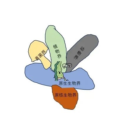 海带终于来到了原生生物界 图片来源：作者绘制