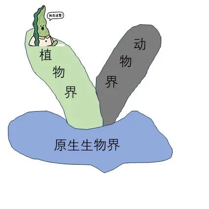 按照海克尔的分类系统，海带在原生生物界虚晃一枪，又回到了植物界 图片来源：作者绘制