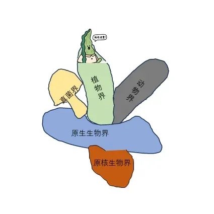 海带依然在植物界岿然不动 图片来源：作者绘制