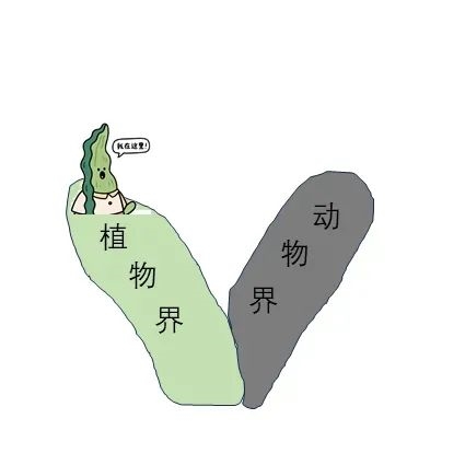 按照林奈分类系统，海带归属于植物界 图片来源：作者绘制