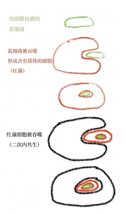 两次内共生图示 图片来源：参考文献[5]