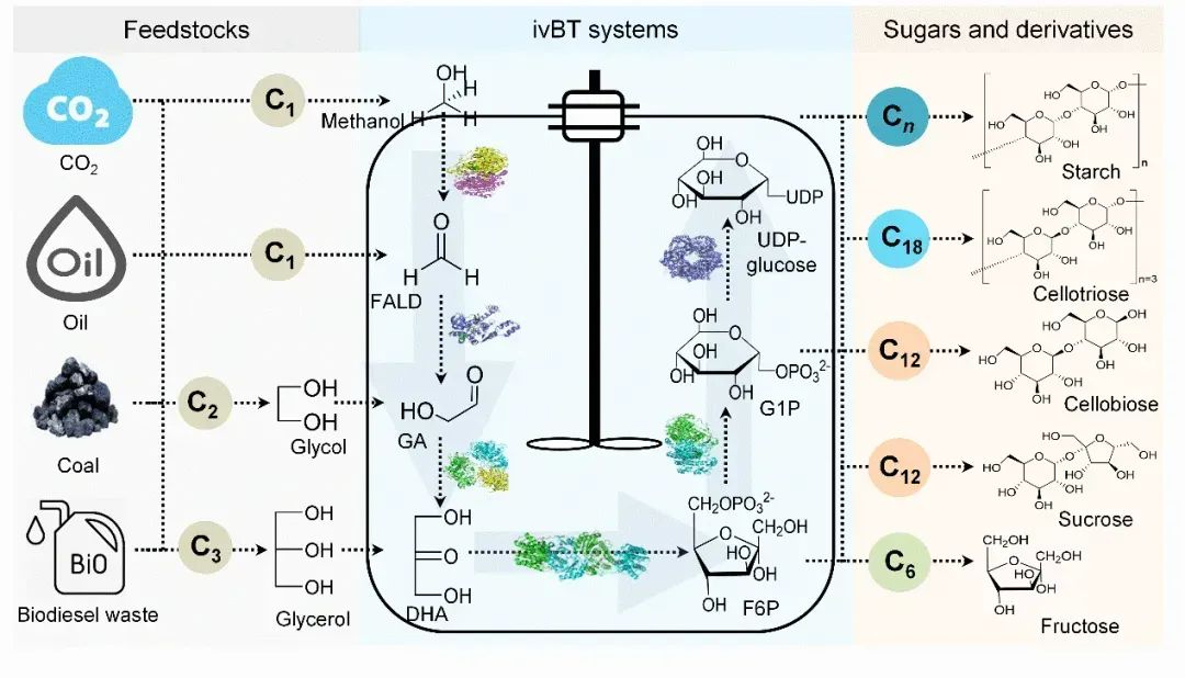 中国科学家已经实现了甲醇首次合成蔗糖。预计