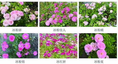 玫瑰在雪和冰中抵抗冷繁荣的玫瑰