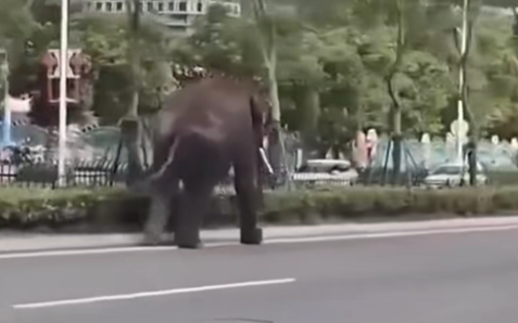 网民在道路上遇到了一