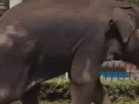 网友发布视频截图