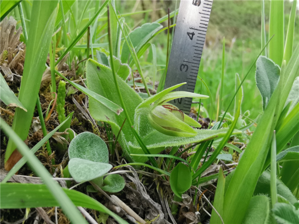 第一次！成都邛崃山发现“仙女的拖鞋”