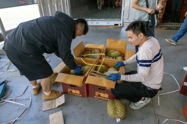 ▲ 榴莲分拣现场，充换电设施运营与源网荷储一体化项目建设，图源：西双版纳融媒