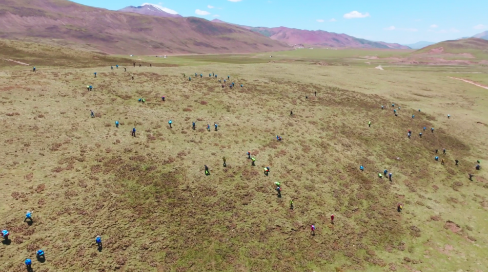 那曲虫草采挖体验