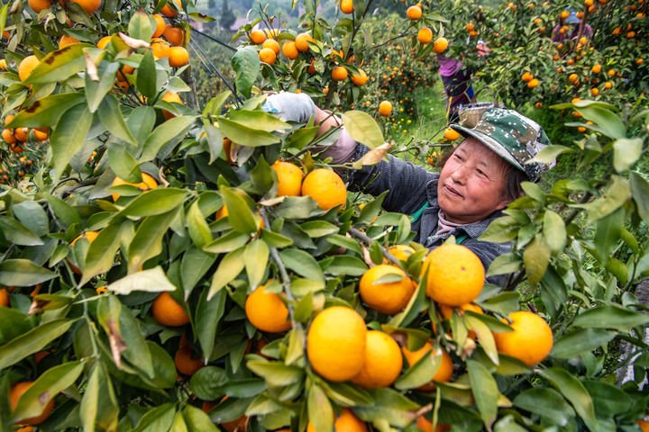 　　2025年4月2日，在重庆市石柱县王场镇万亩晚熟柑橘产业园，农民采摘柑橘。新华社记者 唐奕 摄
