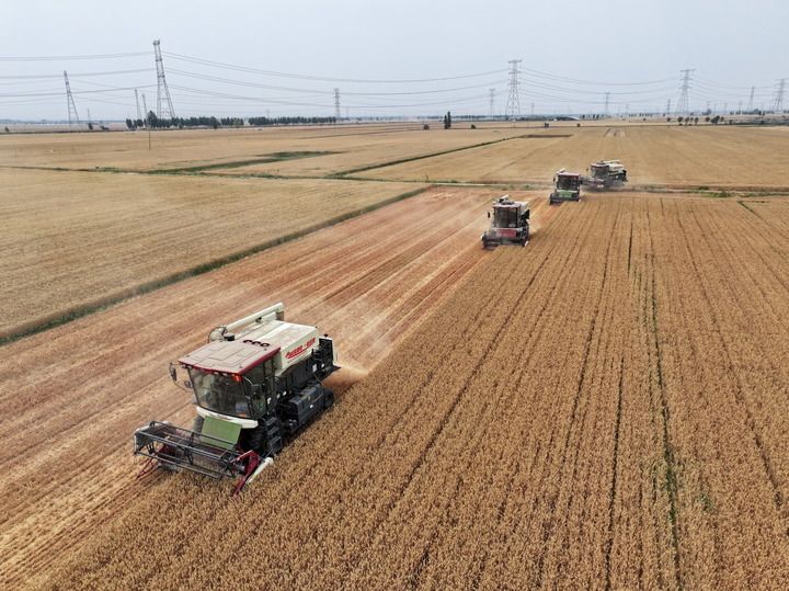 　　2024年6月7日，收割机在河北省邢台市隆尧县固城镇东王村麦田里收获小麦（无人机照片）。新华社记者 牟宇 摄