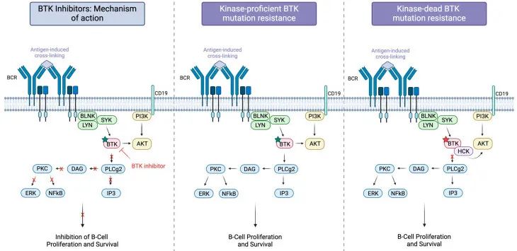 图6 BTK抑制剂的作用机制