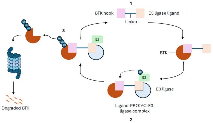 图8 BTK降解剂作用机理