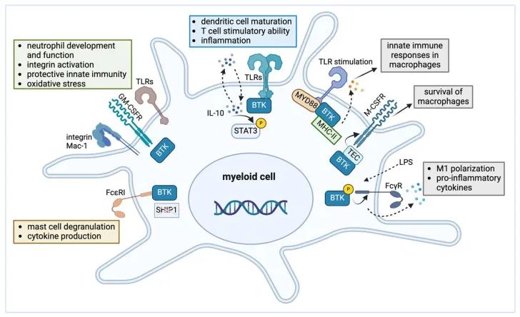 图5 BTK在骨髓细胞中的作用