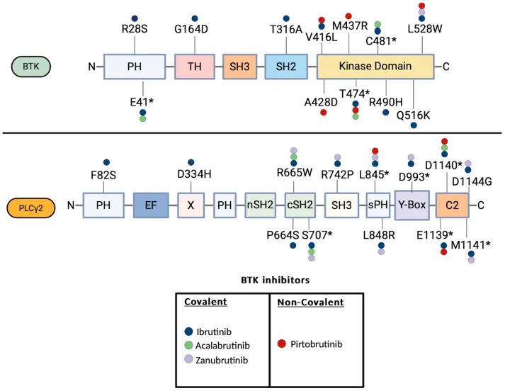 图7 BTK和PLCγ2突变