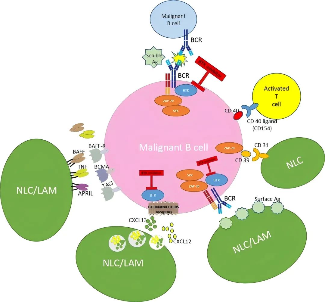 图4 NLC、LAM和恶性B细胞之间的相互作用和信号转导