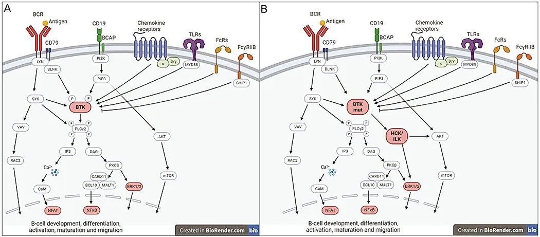图3 刺激B细胞中BTK活化的细胞表面受体