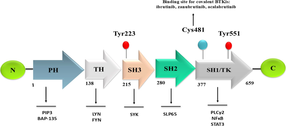 图1 BTK的化学结构