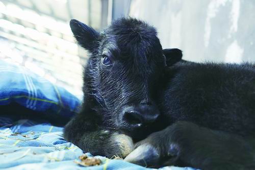 世界的第一个克隆诞生了