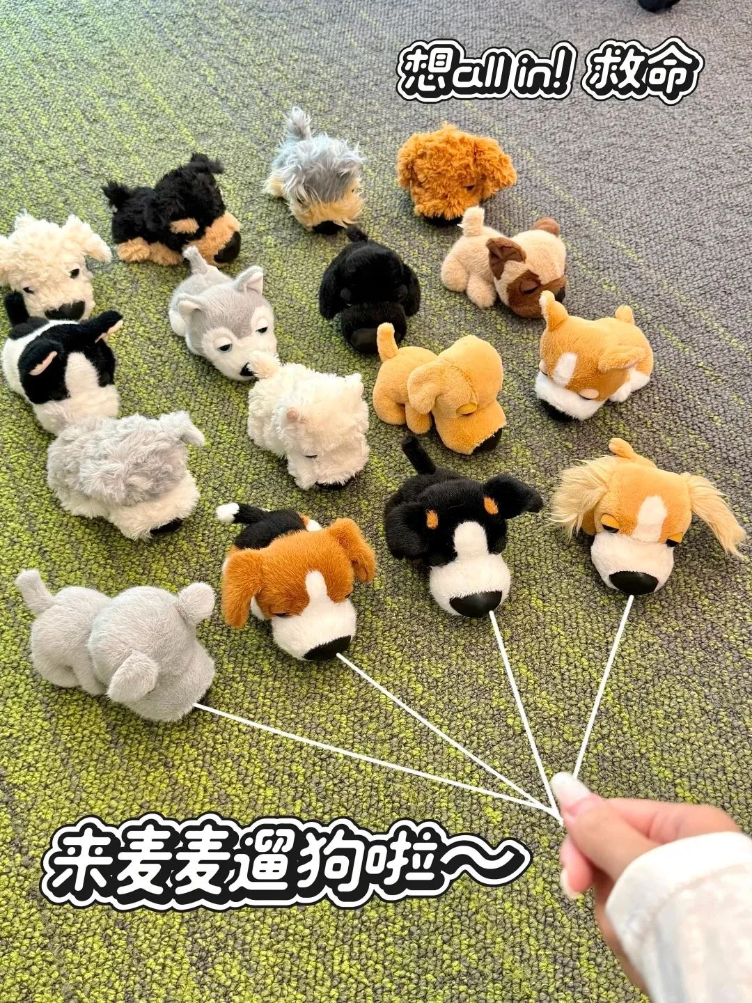 图源小红书网友@么么灵