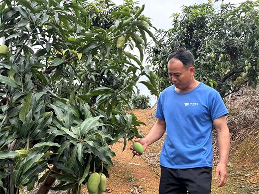 陆克利向记者介绍芒果品种