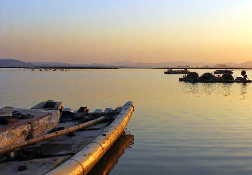 咸淡水孕育,牛田洋青蟹凭"鲜"打开国际市场