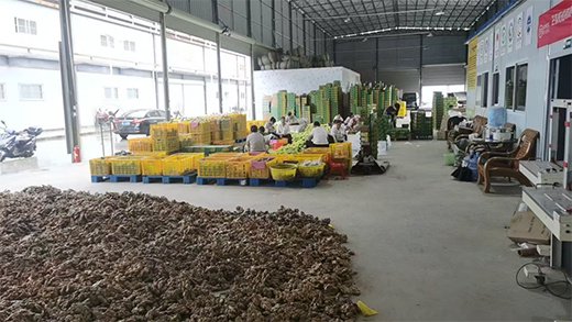 富农农业车间里，工人正在分拣芒果
