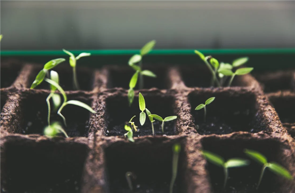 重写光合作用！麻省理工学院的科学家使植物更