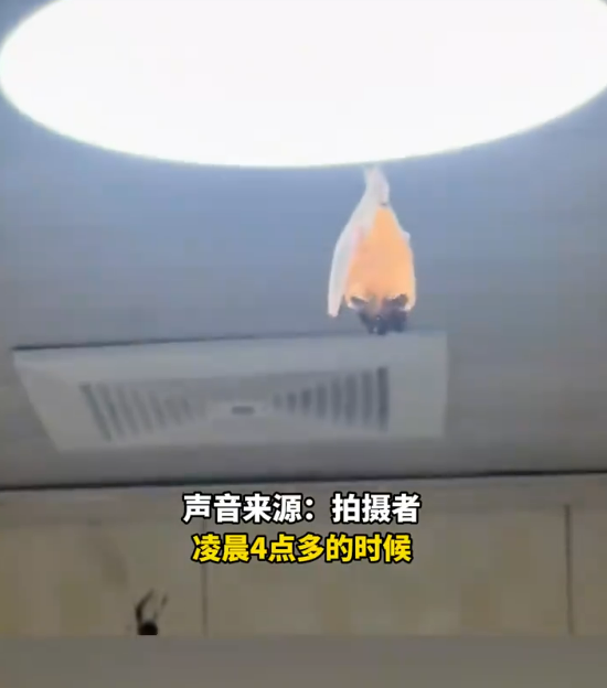 开饭了！网友家中惊现“大菊头蝠”：M码翅膀包不住XXL身体