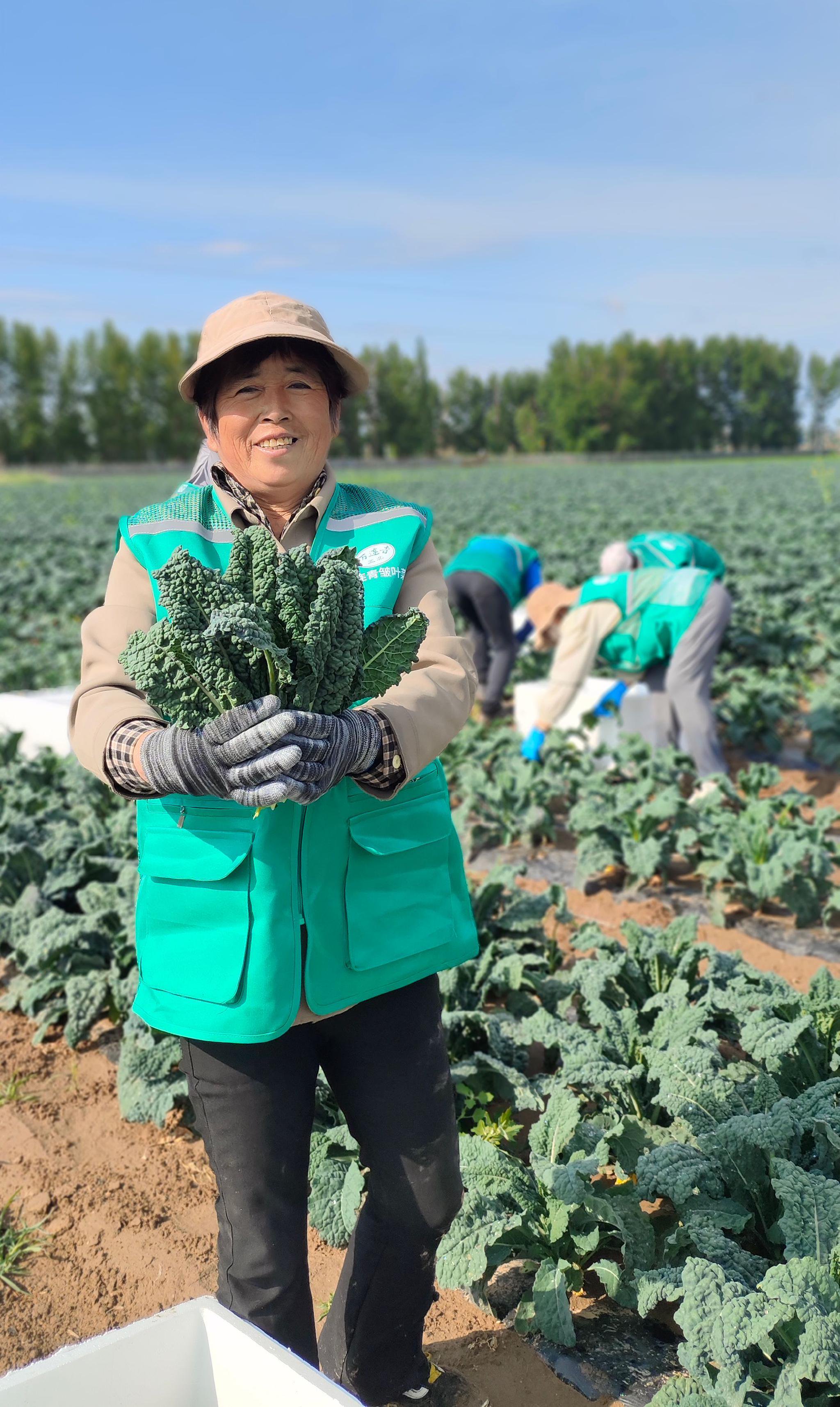 菜农刚刚从地里采摘的皱叶甘蓝.企业供图