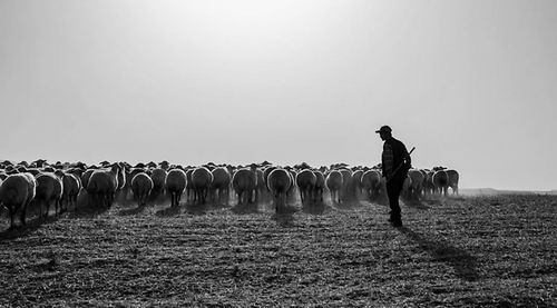 增加牛会导致动物疾病