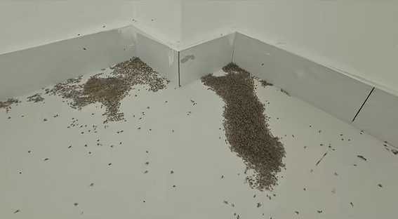 河南高温有多猛：大批蚊子都被热死了！