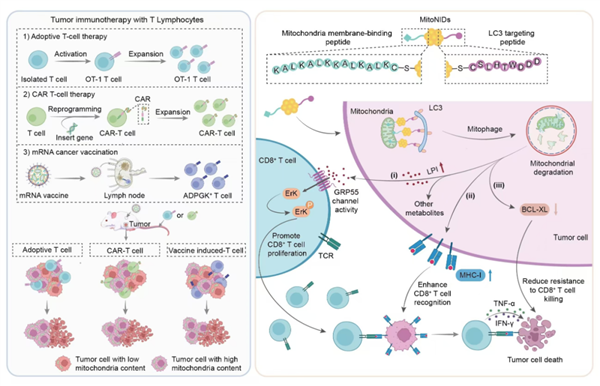 纳米诱导临近剂精准诱导肿瘤细胞“自毁线粒体”增效免疫治疗