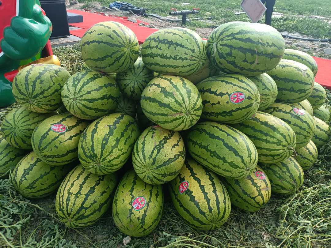 2025年宁夏中卫硒砂瓜上市产销对接活动举行