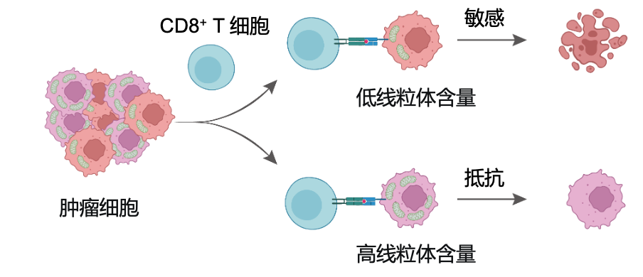 中国科学院的新进步