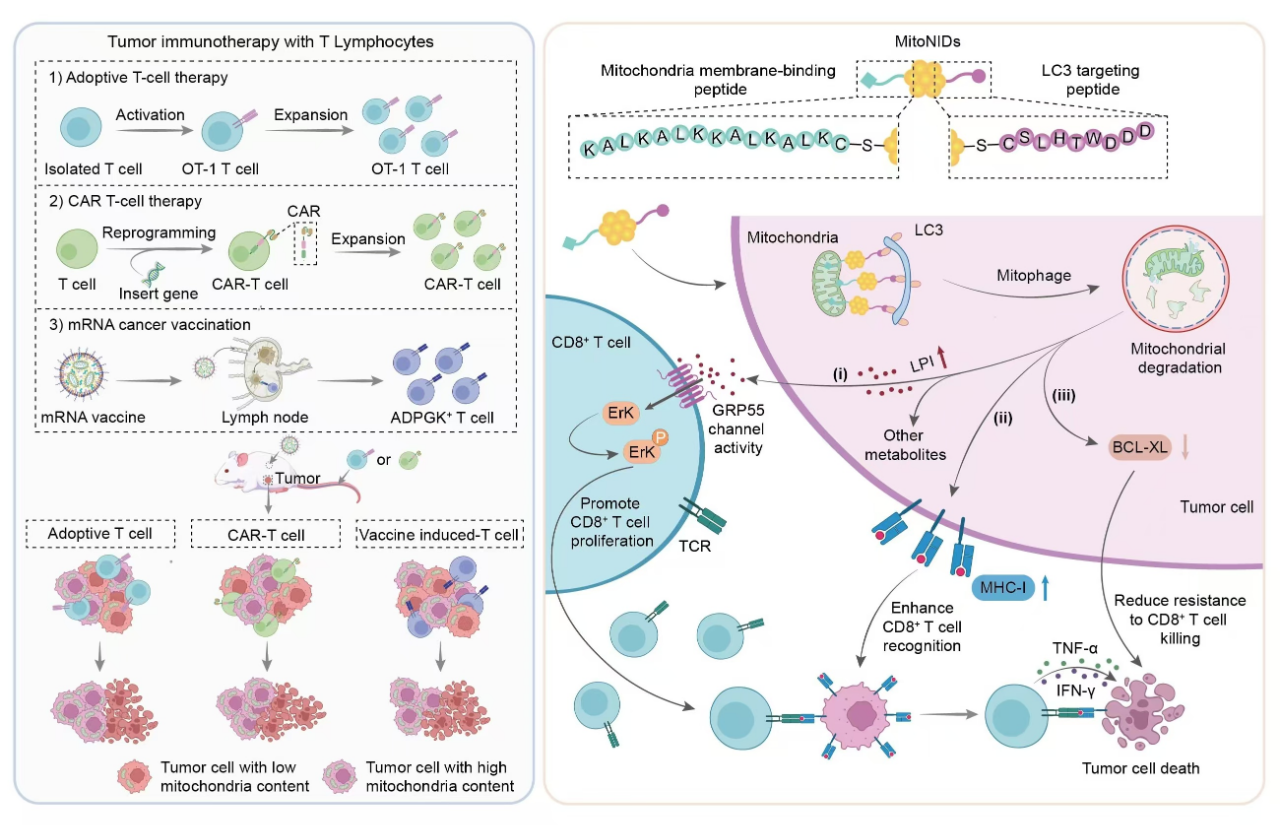 ▲ 纳米诱导临近剂精准诱导肿瘤细胞“自毁线粒体”增效免疫治疗