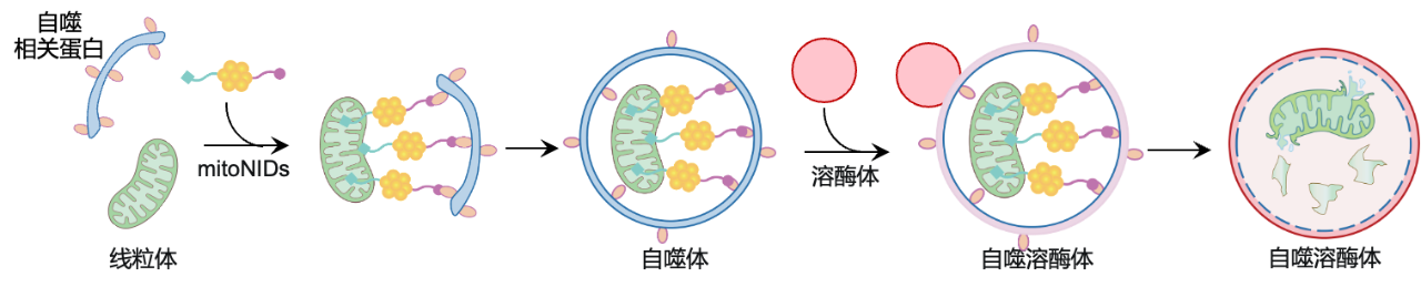 ▲ 纳米诱导临近剂选择性降解肿瘤细胞线粒体的过程
