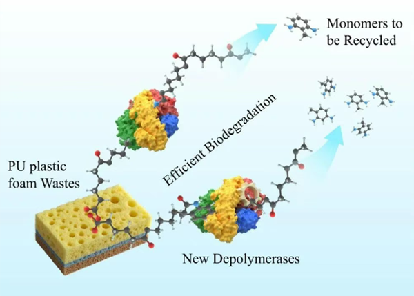 中国科学院发现了一种新形式的塑料生物杂货：