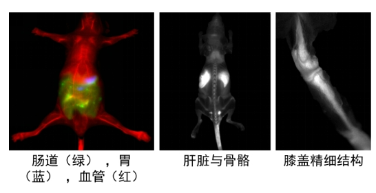 ▲ 近红外二区光学探针活体多色成像和骨骼成像