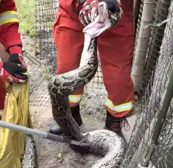 福建的一名农民发现了一个巨大的80公斤python：两