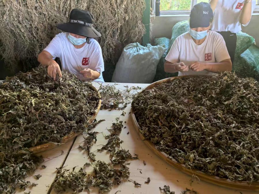 艾师傅员工正挑制艾叶