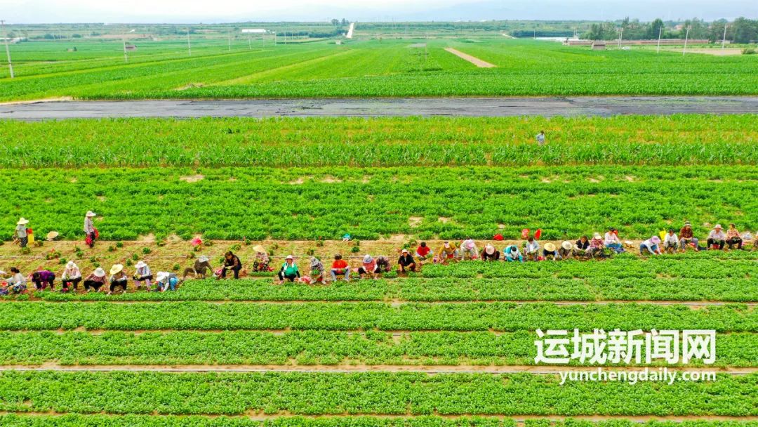 　夏县胡张乡一专业合作社社员正采收香菜。 李全宏 张秀峰 摄 