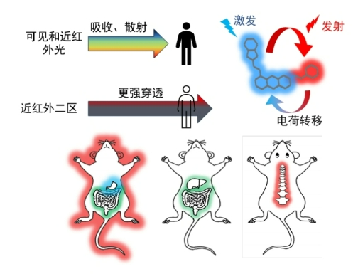 中国科学院研发新型荧光探针分子，可让骨骼“发光”