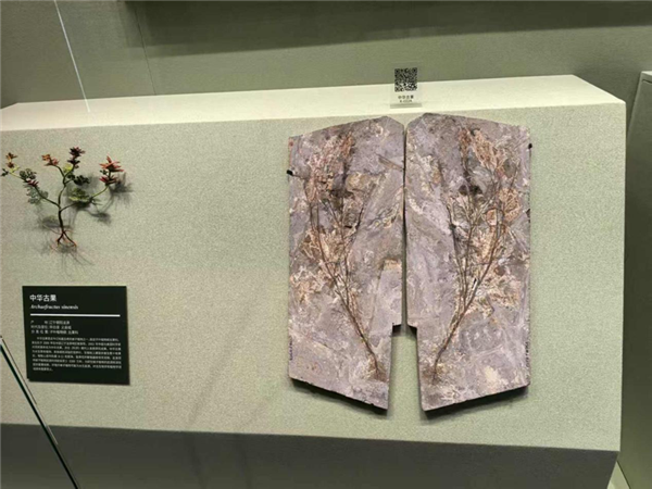 中华古果的化石以及其复原模型。它是早期被子植物，生存于白垩纪早期。图源：作者本人拍摄