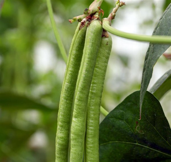 美甲竟成为干农活神器：大爷大娘排队贴摘豆角甲片