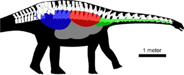 巨大的蜥脚类恐龙体内也有类似鸟类的气囊系统。图源：researchgate