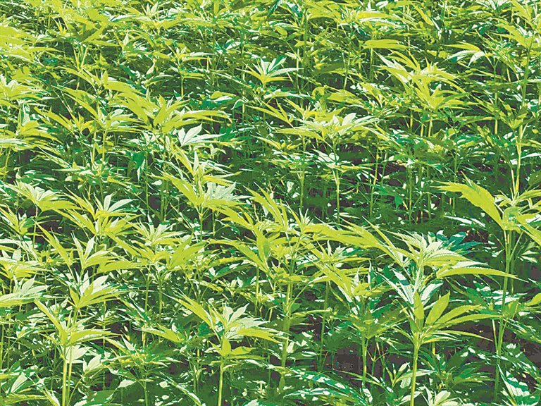 青冈县汉麻种植示范基地的汉麻长势良好。本报记者 董新英摄